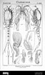 Image result for Diastylis cornuta. Size: 63 x 106. Source: www.alamy.com