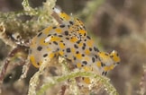 Image result for "thecacera Pennigera". Size: 162 x 106. Source: nudi.app