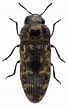 Image result for Acmaeidae. Size: 68 x 106. Source: www.zin.ru