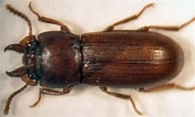 Afbeeldingsresultaten voor "megamphopus Cornutus". Grootte: 176 x 106. Bron: www.galerie-insecte.org