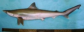 Image result for "rhizoprionodon Oligolinx". Size: 274 x 106. Source: www.fishbase.se