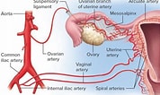 Image result for Vaginal Artery. Size: 178 x 106. Source: healthjade.com