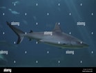 Image result for "carcharhinus Wheeleri". Size: 139 x 106. Source: www.alamy.com