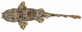 Image result for Orectolobus ornatus. Size: 267 x 106. Source: fishesofaustralia.net.au