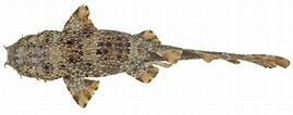 Image result for "orectolobus Ornatus". Size: 269 x 106. Source: fishesofaustralia.net.au