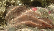 Image result for "placospongia Decorticans". Size: 184 x 106. Source: www.marinespecies.org