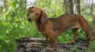 Image result for dachshunder. Size: 193 x 106. Source: sweetdachshunds.com