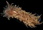 Afbeeldingsresultaten voor "janolus Hyalinus". Grootte: 151 x 106. Bron: www.aphotomarine.com