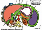 Afbeeldingsresultaten voor Peristedion Anatomie. Grootte: 144 x 106. Bron: www.cours-anatomie.net