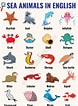 Image result for Sea Creatures List. Size: 78 x 106. Source: animalremovablewallpaper.pages.dev