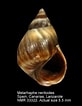 Image result for "melarhaphe Neritoides". Size: 82 x 106. Source: www.nmr-pics.nl