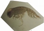 Afbeeldingsresultaten voor "lycaeopsis Zamboangae". Grootte: 148 x 106. Bron: www.odb.ntu.edu.tw