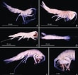 Image result for Rhachotropis Oculta. Size: 110 x 106. Source: www.researchgate.net