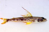 Image result for "aulopus Filamentosus". Size: 159 x 106. Source: fishbiosystem.ru