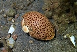 Image result for "calappa Angusta". Size: 158 x 106. Source: www.pinterest.com