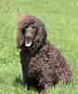 Image result for Irish Water Spaniel. Size: 88 x 106. Source: www.dog-learn.com