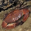 Image result for "menippe Rumphii". Size: 109 x 106. Source: www.wildsingapore.com