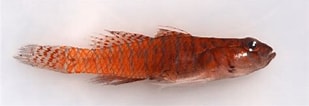 Image result for "corcyrogobius Liechtensteini". Size: 309 x 106. Source: www.researchgate.net