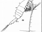 Image result for "pleuromamma Abdominalis". Size: 139 x 106. Source: copepodes.obs-banyuls.fr