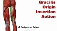 Afbeeldingsresultaten voor Musculus Gracilis Gray's Anatomy. Grootte: 196 x 106. Bron: www.youtube.com