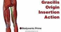 Afbeeldingsresultaten voor Musculus Gracilis Gray's Anatomy. Grootte: 198 x 106. Bron: www.youtube.com