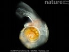 Afbeeldingsresultaten voor "limacina retroversa Balea". Grootte: 139 x 106. Bron: www.naturepl.com