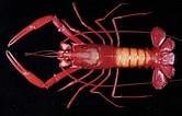Image result for "metanephrops Armatus". Size: 166 x 106. Source: www.marinespecies.org