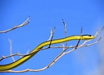 Afbeeldingsresultaten voor Dendrelaphis punctulatus. Grootte: 147 x 106. Bron: snakeradar.com