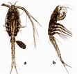 Image result for "oithona Rigida". Size: 111 x 106. Source: copepodes.obs-banyuls.fr