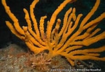 Image result for "axinella Dissimilis". Size: 153 x 106. Source: www.european-marine-life.org