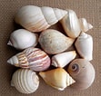 Image result for Seashells. Size: 111 x 106. Source: summerlandcottagestudio.blogspot.jp