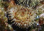 Image result for Urticina anemone. Size: 151 x 106. Source: www.shutterstock.com