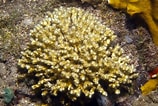 Image result for "oculina Diffusa". Size: 158 x 106. Source: coralpedia.bio.warwick.ac.uk