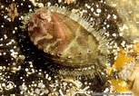 Image result for "haliotis Tuberculata". Size: 153 x 106. Source: bioobs.fr