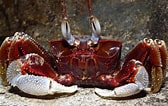 Image result for Ocypode ceratophthalmus. Size: 168 x 106. Source: singapore.biodiversity.online