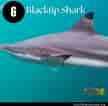 Image result for Black Pit Shark. Size: 108 x 106. Source: www.dutchsharksociety.org