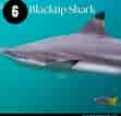 Black Pit Shark 的图像结果.大小：111 x 106。 资料来源：www.dutchsharksociety.org