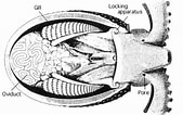 Image result for Ocythoe tuberculata Anatomie. Size: 169 x 106. Source: tolweb.org