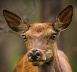 Image result for Red deer Female. Size: 113 x 106. Source: www.pinterest.com