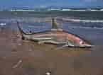 Image result for Black Pit Shark. Size: 145 x 106. Source: oceanepics.com