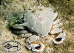 Afbeeldingsresultaten voor Ashtoret Crabs. Grootte: 147 x 106. Bron: www.chaloklum-diving.com