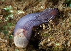 Image result for "akera Bullata". Size: 147 x 106. Source: www.seawater.no