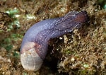 Image result for "akera Bullata". Size: 150 x 106. Source: www.seawater.no
