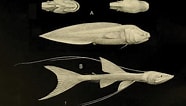 Image result for "aphyonus Gelatinosus". Size: 186 x 106. Source: www.the-scientist.com