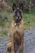 Image result for Belgisk hyrdehund. Size: 70 x 106. Source: www.omhunden.dk
