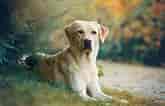 Image result for Labrador Retriever. Size: 165 x 106. Source: gearjunkie.com