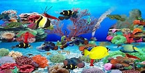 Image result for Vista Screensaver Fish Tank. Size: 209 x 106. Source: liftulsd.weebly.com