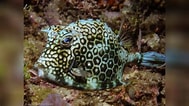 Image result for Acanthostracion notacanthus Familie. Size: 189 x 106. Source: www.reeflex.net