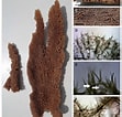 Image result for "clathria Raraechelae". Size: 111 x 106. Source: www.researchgate.net