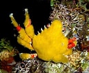 Image result for "pyromaia Tuberculata". Size: 130 x 106. Source: www.poppe-images.com